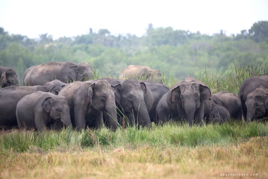 Wildlife safari near Arugam Bay