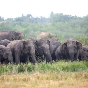 Wildlife safari near Arugam Bay, Sri Lanka