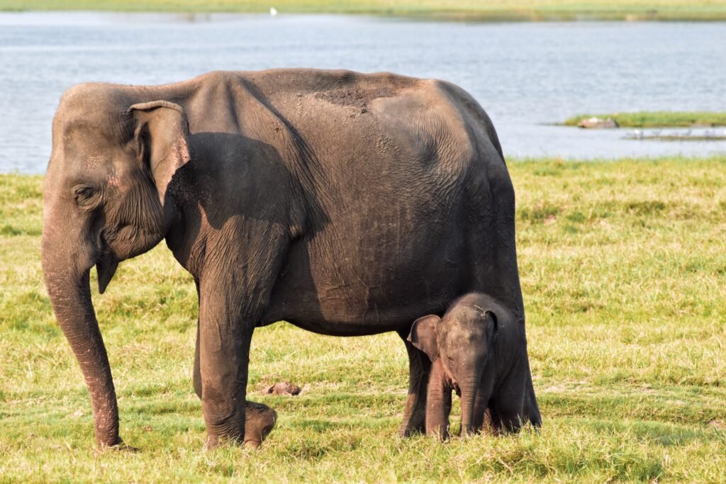 Elephant mother and calf beside the water at Minneriya National Park, Sri Lanka