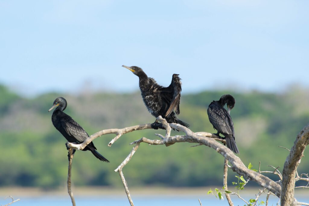 Three cormorants perched on a branch in Kumana National Park, Sri Lanka