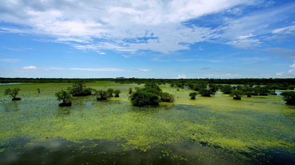 Wetland scenery within Kumana National Park, Sri Lanka