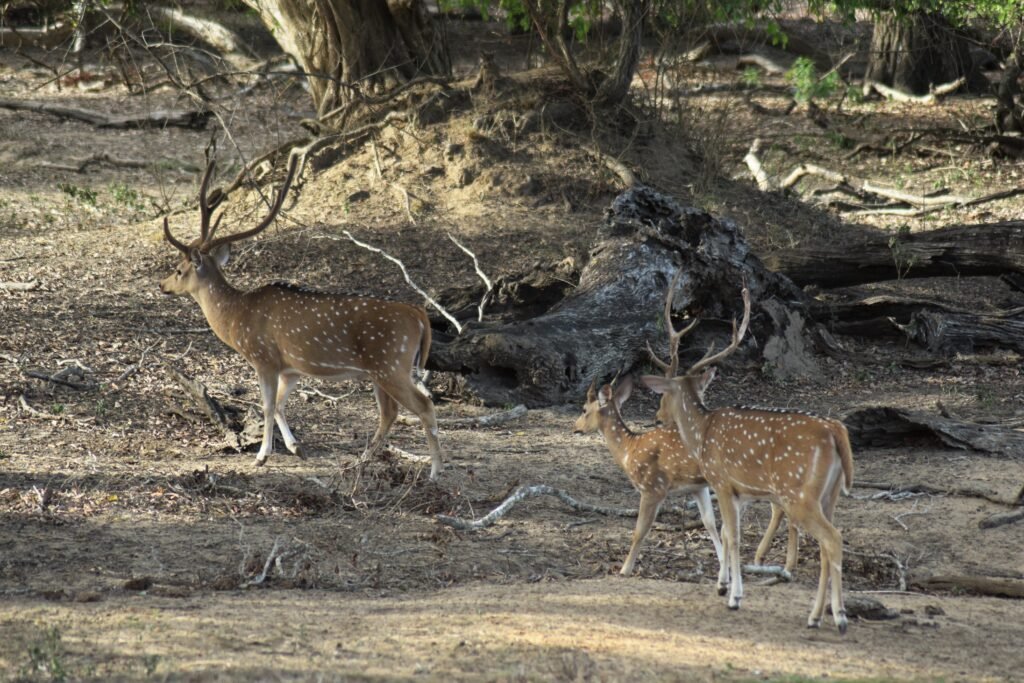 Spotted deer standing in woodland in Yala National Park, Sri Lanka